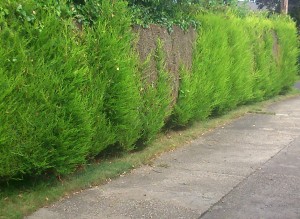 Hedge Removal Alford Panel fence landscaping